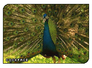 I'm a colourful bundle of love! (g|Damien)