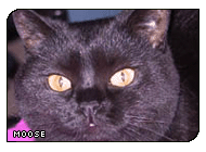 Do you dare cross my path? >:|| (g|Lady Jubilation)