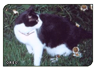 Prancing through the flowers (g|Feria)