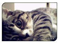 *meow* ! I own Chronotic! (g|Chr�notic)