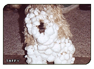 I hate you all and I want to die. I mean 'arf' (g|Enerjak)